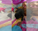 Small #7 Pug