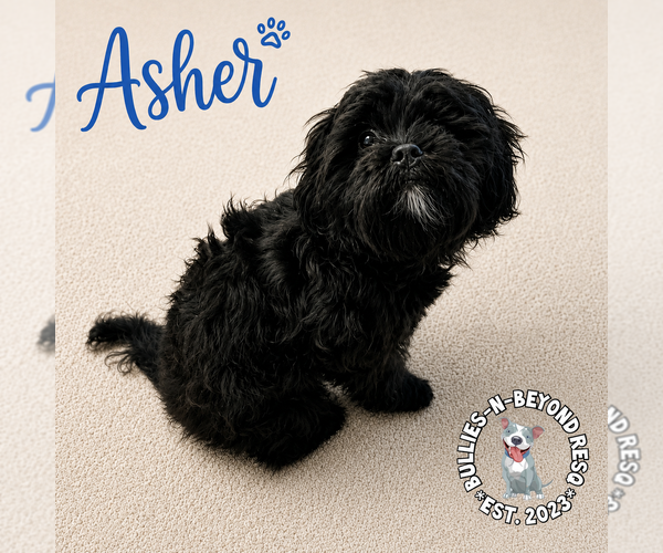 Medium Photo #2 Shih Tzu-Unknown Mix Puppy For Sale in Omaha, NE, USA