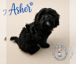 Small #1 Shih Tzu Mix