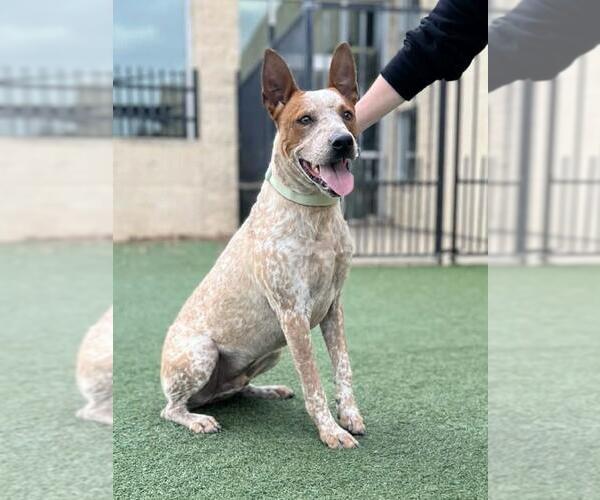 Medium Photo #7 Mutt Puppy For Sale in Rockwall, TX, USA