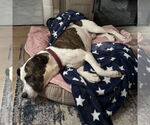Small #12 American Pit Bull Terrier