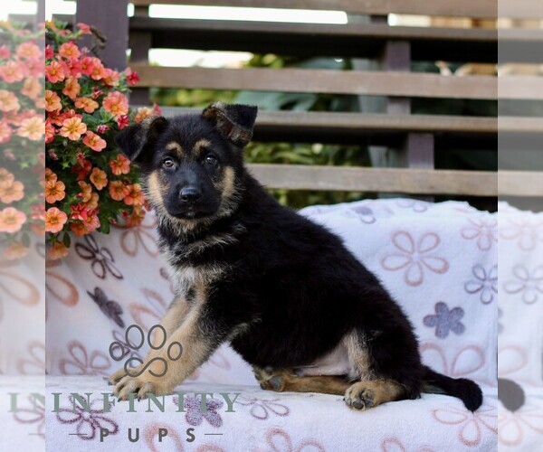Medium Photo #1 German Shepherd Dog Puppy For Sale in LANCASTER, PA, USA