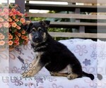 Commander - Male German Shepherd Dog Puppy for Sale - Small photo