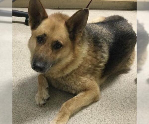 Medium Photo #1 German Shepherd Dog Puppy For Sale in Riverside, CA, USA