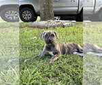 Small Black Mouth Cur Mix