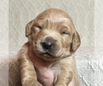 Puppy Crimson Beagle