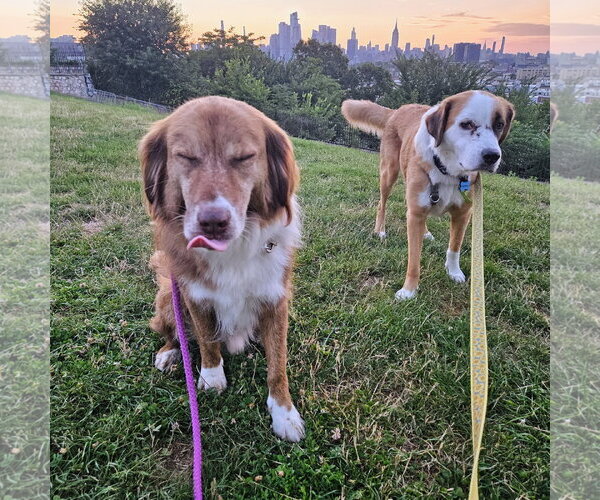 Medium Photo #10 Mutt Puppy For Sale in Rockaway, NJ, USA