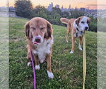 Small Photo #10 Mutt Puppy For Sale in Rockaway, NJ, USA