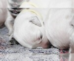 Puppy 7 English Cream Golden Retriever