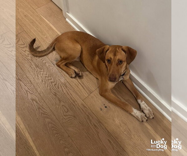 Medium Photo #13 Labrador Retriever-Unknown Mix Puppy For Sale in Washington, DC, USA