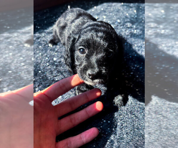 Medium Photo #11 Cavapoo (Miniature) Puppy For Sale in SPRING HILL, TN, USA