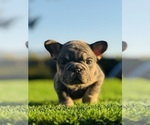 Small #2 French Bulldog