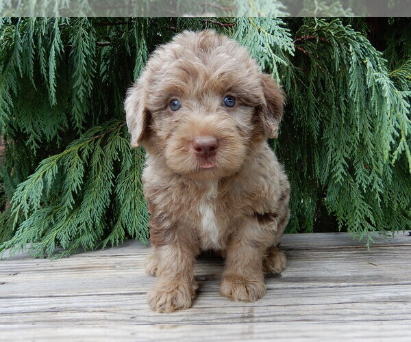 Medium Photo #5 Labradoodle Puppy For Sale in MILLERSBURG, OH, USA