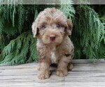 Small #4 Labradoodle