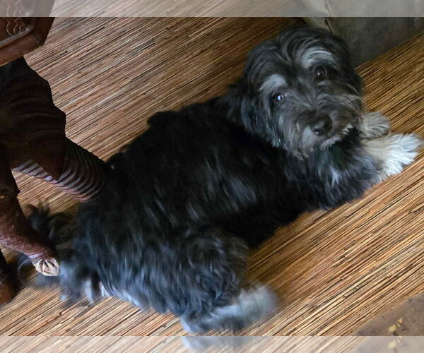 Medium Photo #2 Havanese Puppy For Sale in Gulfport, MI, USA