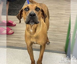 Medium Boxer Mix