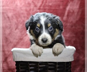 Australian Shepherd Puppy for sale in FREDERICKSBG, OH, USA