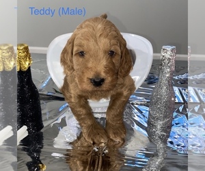 Goldendoodle Puppy for sale in GURNEE, IL, USA