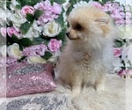 Small Photo #92 Pomeranian Puppy For Sale in HAYWARD, CA, USA