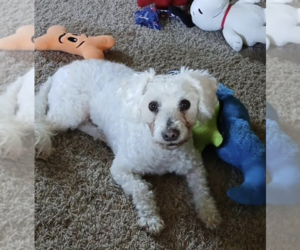 Poodle (Toy) Dogs for adoption in Thomasville, NC, USA
