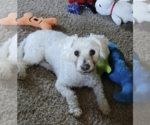 Small Poodle (Toy)