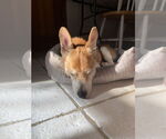 Small #8 Chihuahua Mix