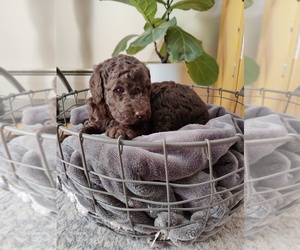 Labradoodle Puppy for sale in BROAD BROOK, CT, USA