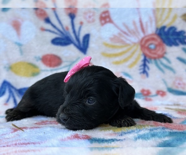 Medium Photo #3 -Poodle (Toy) Mix Puppy For Sale in LANCASTER, PA, USA