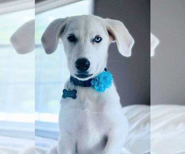 Medium Photo #7 Labrenees Puppy For Sale in Rockaway, NJ, USA