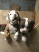 Small Photo #12 American Bulldog Puppy For Sale in YAKIMA, WA, USA