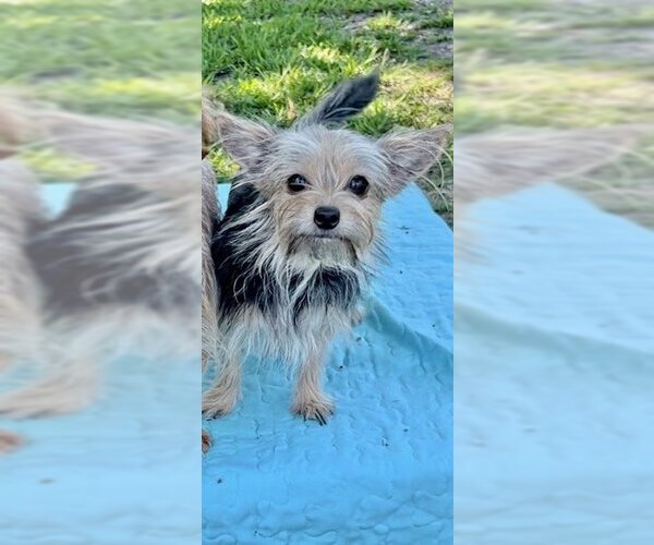 Medium Photo #5 Mutt Puppy For Sale in Weston, FL, USA