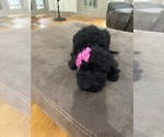 Small Photo #21 Saint Berdoodle Puppy For Sale in DINWIDDIE, VA, USA