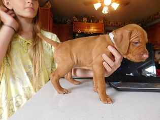 Vizsla Puppy for sale in SALEM, WI, USA
