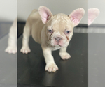 Puppy 6 French Bulldog
