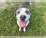 Small #3 American Pit Bull Terrier Mix