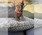Small Photo #23 French Bulldog Puppy For Sale in SAN DIEGO, CA, USA