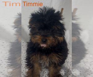 Yorkshire Terrier Puppy for sale in AZLE, TX, USA