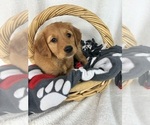 Small #1 Golden Retriever