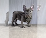 Small #1 French Bulldog