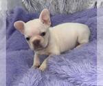 Small Photo #6 French Bulldog Puppy For Sale in SANDY HOOK, KY, USA
