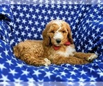 Small Photo #4 Poodle (Standard) Puppy For Sale in NOTTINGHAM, PA, USA