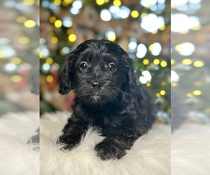 ShihPoo Puppy for sale in ELMHURST, IL, USA
