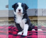 Small Photo #137 Border Collie Puppy For Sale in NORBORNE, MO, USA