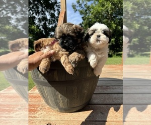Shih Tzu Puppy for sale in SOMERVILLE, TN, USA