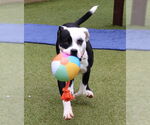 Small #1 American Staffordshire Terrier-Labrador Retriever Mix