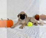 Small #1 Pug