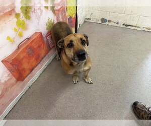 German Shepherd Dog-Unknown Mix Dogs for adoption in San Bernardino, CA, USA