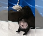 Small #2 Pug
