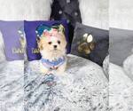 Small Photo #7 Zuchon Puppy For Sale in GRIFFITH, IN, USA