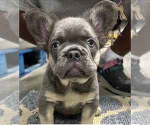 French Bulldog Puppy for sale in ATLANTA, GA, USA